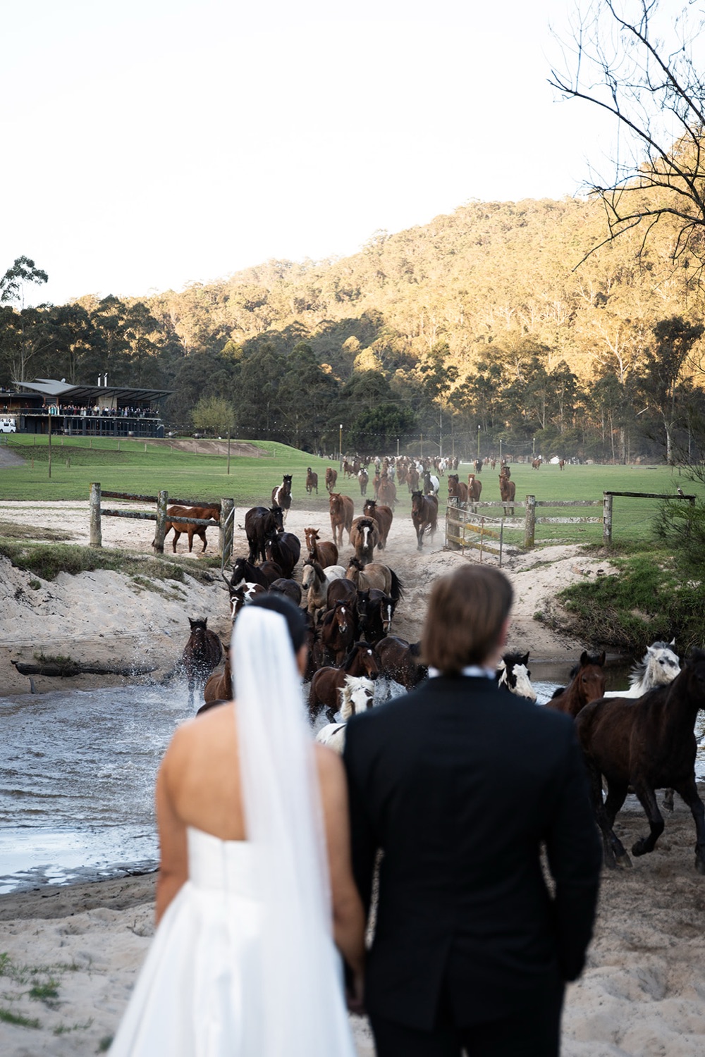 Horses at the creek behind the couple. Amelia & Connor's wedding at Glenworth Valley, Central Coast