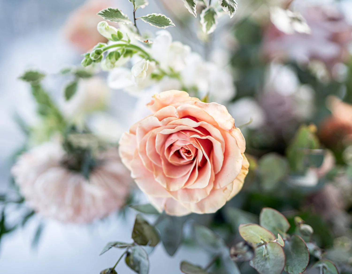 A peach rose in the bouquet. Kaitlin & James's wedding at Oaks Cypress Lakes Resort, Hunter Valley